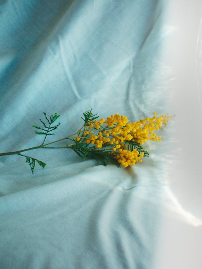 pexels-photo-11410645 Delicate yellow mimosa flower resting on a light blue fabric background, showcasing minimalism.